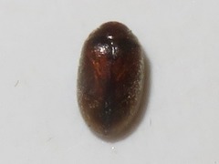 Contacyphon palustris