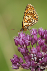 Melitaea aurelia