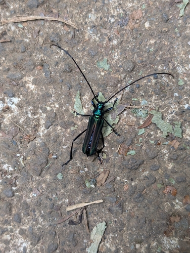 Callichroma viridipes