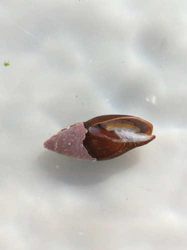 Isara cornea