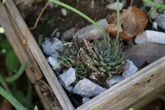 Aristaloe aristata