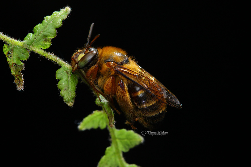 Habrophorula