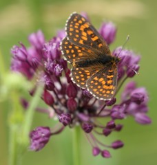 Melitaea aurelia