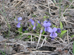 Viola ambigua
