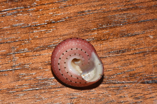 Strawberry Top Shell