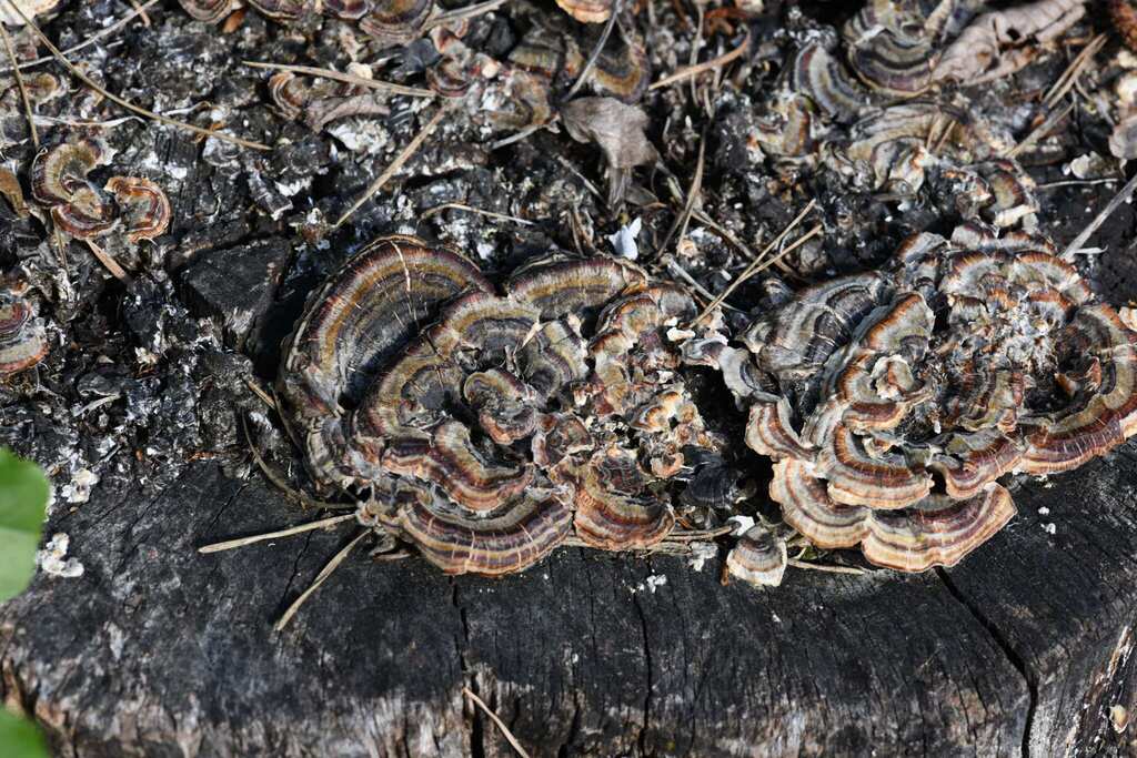 Trametes versicolor · May 2026 · photo: © evangmm (iNaturalist, cc-by)