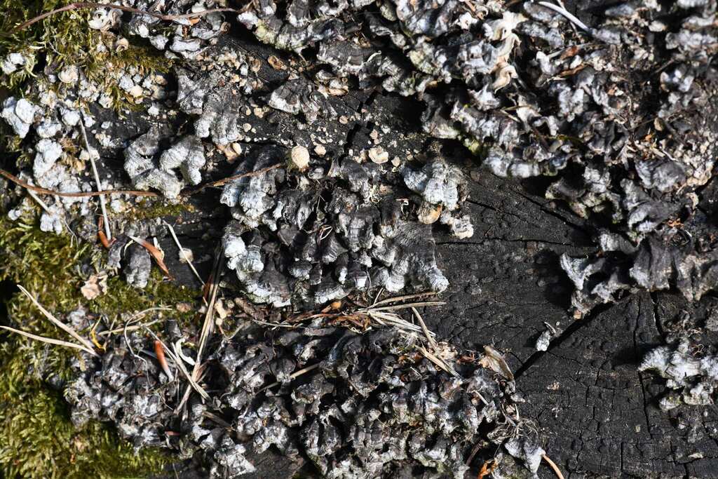 Trametes versicolor · May 2026 · photo: © evangmm (iNaturalist, cc-by)