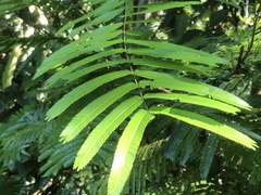 Pentaclethra macroloba