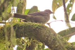 Turdus plebejus