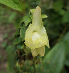 Dimerocostus argenteus