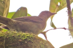 Turdus plebejus