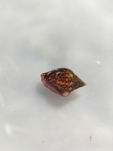 Columbella adansoni