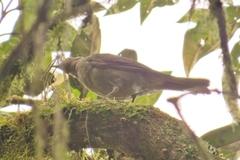 Turdus plebejus