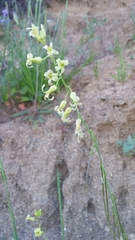 Caulanthus heterophyllus