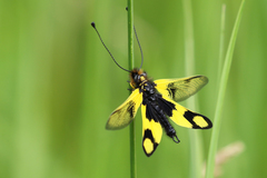 Libelloides macaronius