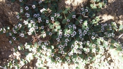 Euphorbia polycarpa polycarpa
