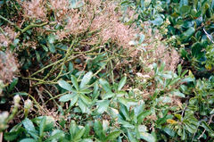 Lepidium oleraceum