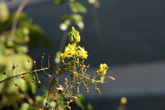 Bulbine frutescens