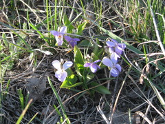 Viola ambigua