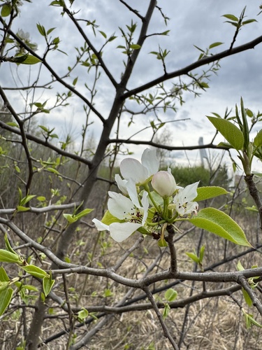 Pyrus ussuriensis