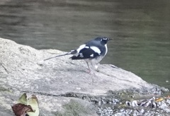 Enicurus schistaceus