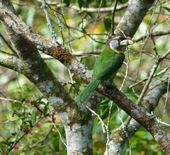 Psilopogon pyrolophus