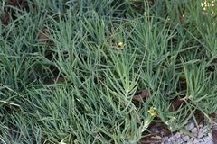Bulbine frutescens