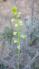 Caulanthus heterophyllus