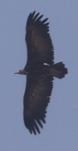 Hooded Vulture
