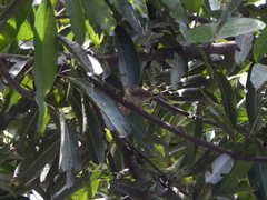 Orthotomus sepium