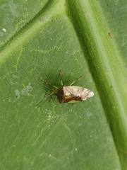 Elasmostethus nubilus