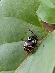 Gallerucida bifasciata