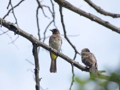 Pycnonotus barbatus tricolor