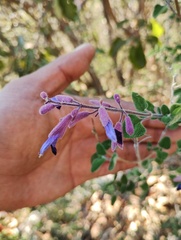 Salvia semiatrata, photograph (c) Carlos Domínguez-Rodríguez, some rights reserved (CC BY)