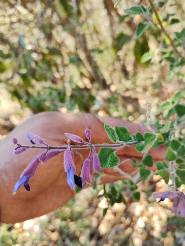 Salvia semiatrata, photograph 3