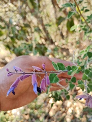 Salvia semiatrata, photograph (c) Carlos Domínguez-Rodríguez, some rights reserved (CC BY)