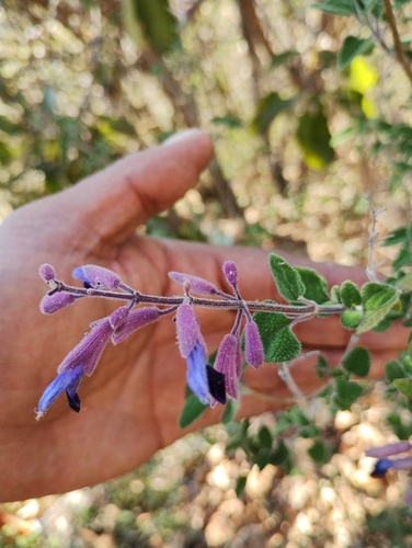 Salvia semiatrata, photograph 4