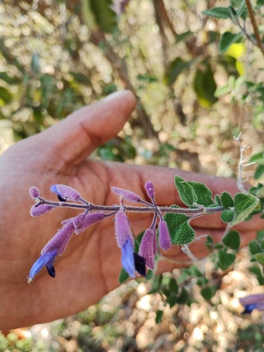 Salvia semiatrata, photograph 5