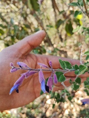 Salvia semiatrata, photograph (c) Carlos Domínguez-Rodríguez, some rights reserved (CC BY)