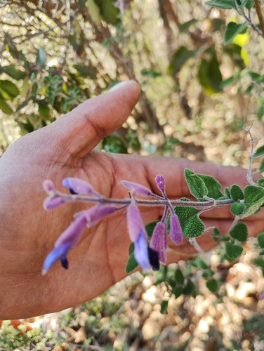 Salvia semiatrata, photograph 6