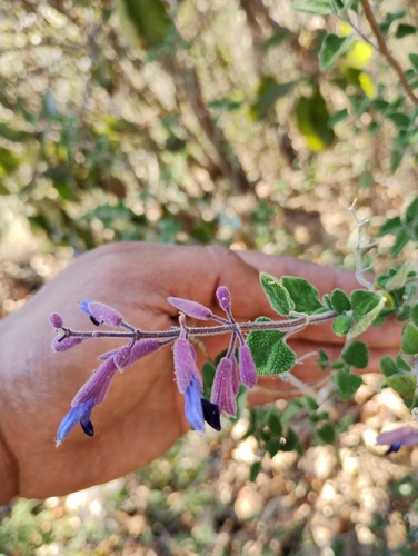 Salvia semiatrata