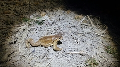 Bufo sachalinensis