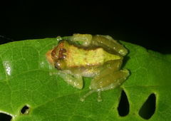Pristimantis eremitus