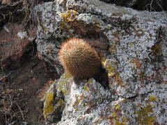 Mammillaria rhodantha