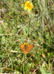 Lycaena salustius