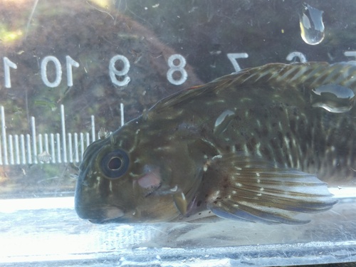 Parablennius parvicornis