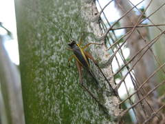 Nisitrus brunnerianus