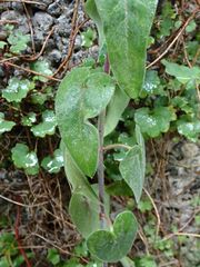 Oxypetalum coeruleum