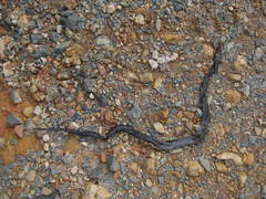 Naja sumatrana