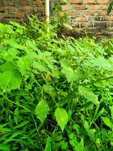 cutleaf groundcherry